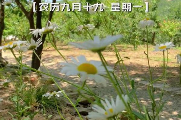 1966年阴历10月生人命运解析与人生指导