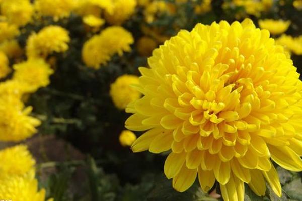 火命人种植什么？让植物带来好运与活力！