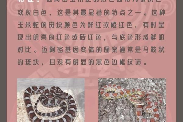 1995年出生的蛇命:神秘与智慧的结合,探寻命理中的奥秘与人生道路 1995年出生的蛇命:神秘与智慧的结合,探寻命理中的奥秘与人生道路