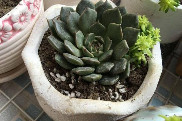 了解木命者适合种植的植物，提升生活品质！