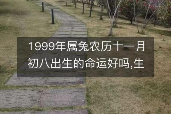 1962年属兔的命运分析与生活指南