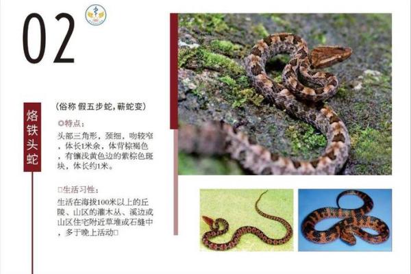 01年小蛇的命运与性格特征解析