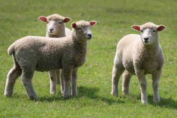 1955年羊年命理解析：如何迎接人生的机遇与挑战