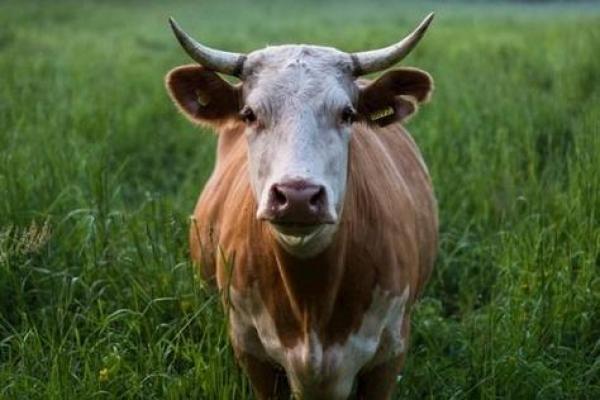 1936年牛命人的性格与命运解析：牛年人的魅力与挑战