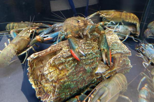 1955年羊年命理解析:如何迎接人生的机遇与挑战 1955年羊年命理解析:如何迎接人生的机遇与挑战