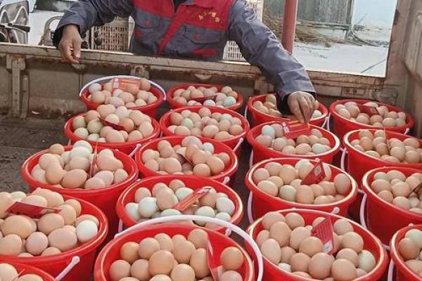 养鸡的命理属相与生活启示：揭秘鸡年生旺之道