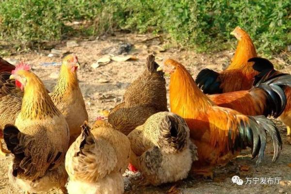 养鸡的命理属相与生活启示：揭秘鸡年生旺之道