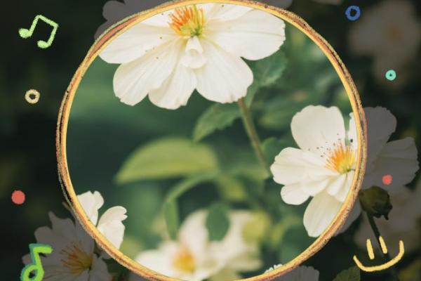 1983年属猪人的命运与人生解析：通往幸福生活的钥匙