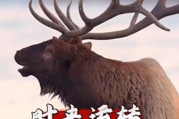 命理中带什么贵人最为绝妙，助你事事顺心如意！