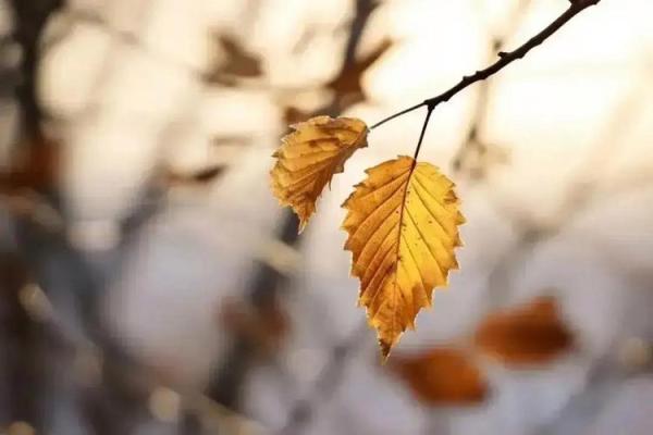 1920年属猴的命运与性格分析，探索他们的独特魅力与人生轨迹