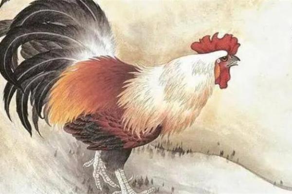 81年属鸡的人命格分析：机遇与挑战并存的精彩人生