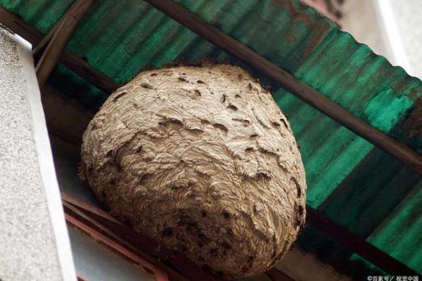 石榴木命的财富之路：适合的买卖与成功秘诀