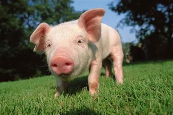 属猪的人命运分析：善良与智慧的结合，如何运用潜能？