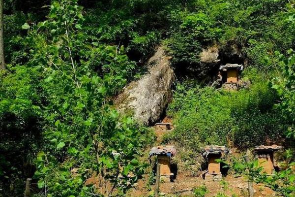 蜜蜂养殖的艺术：如何在蜂巢中找到属于你的甜蜜财富