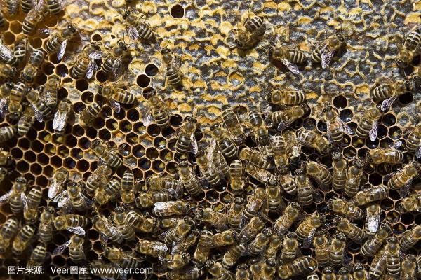 蜜蜂养殖的艺术：如何在蜂巢中找到属于你的甜蜜财富