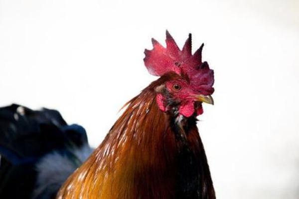 69年属鸡人的命运解析：智慧与挑战的结合