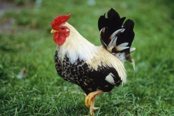 属鸡男命的个性特征与生活智慧 属鸡男命的个性特征与生活智慧