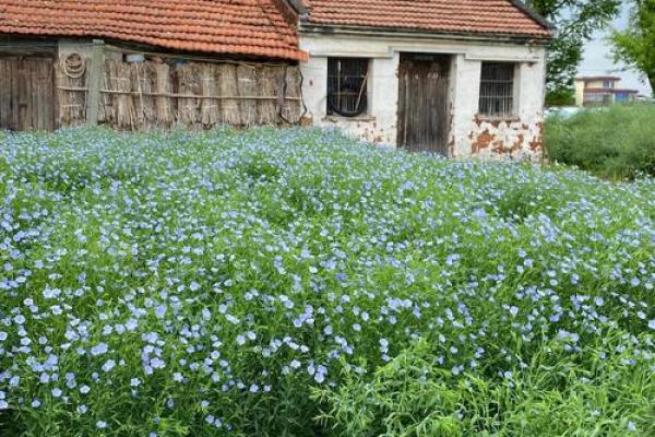 木命人适合的花草推荐：与自然和谐相生的植物之选