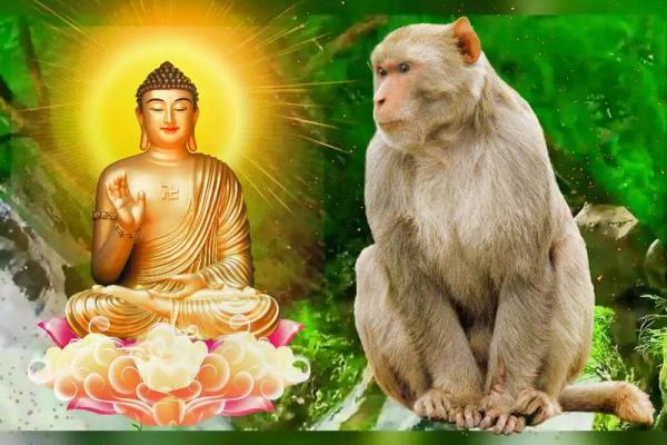 1980年出生的女猴：命运与人生的完美解读