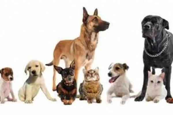 2020年正月鼠宝宝的命运解析：从生肖看人生轨迹与性格特征