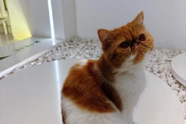 2086年：狗的命运与命理探秘