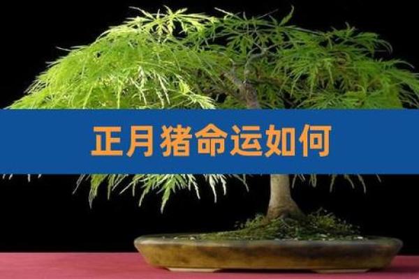 71年属猪金命解析：揭秘你的性格与运势