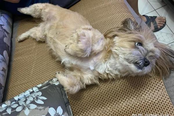 揭示命格与宠物：为何某些命格不宜养猫狗？