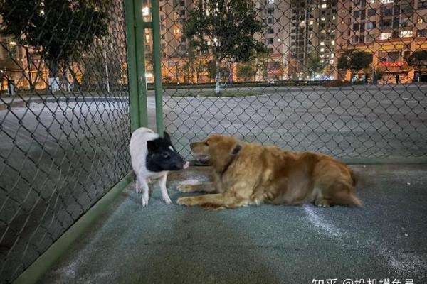 揭示命格与宠物：为何某些命格不宜养猫狗？