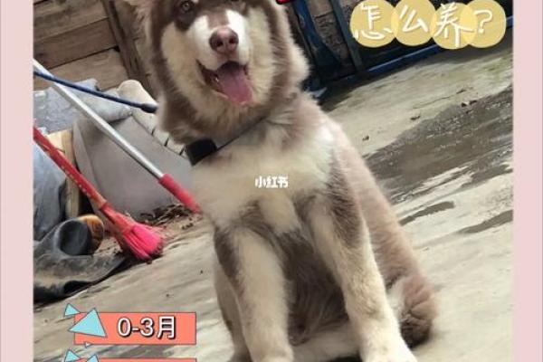 七零年出生的狗：命运与运势的深刻解析与启示