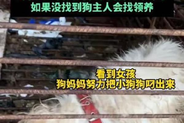 七零年出生的狗:命运与运势的深刻解析与启示 七零年出生的狗:命运与运势的深刻解析与启示