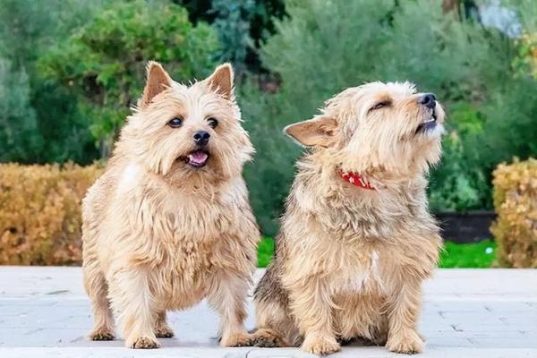 94年属狗的人命运与性格解析:忠诚与勇气的完美结合 94年属狗的人命运与性格解析:忠诚与勇气的完美结合