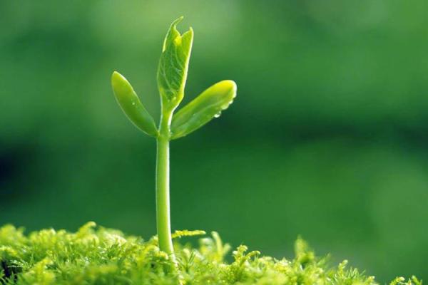 火命人的壁纸选择与生活品味的完美结合 火命人的壁纸选择与生活品味的完美结合