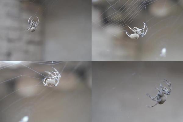 探索蜘蛛结网之道：自然界的巧妙与智慧