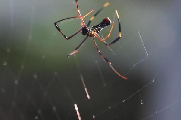 探索蜘蛛结网之道：自然界的巧妙与智慧