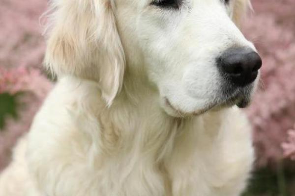 2019腊月狗：命运与性格的完美结合，解读属狗人的人生篇章