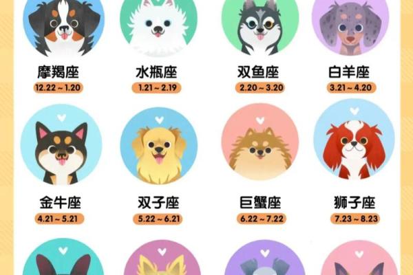 2019腊月狗：命运与性格的完美结合，解读属狗人的人生篇章