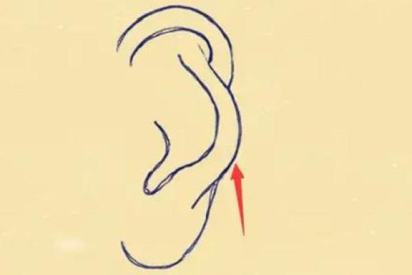 耳廓不张开，命理背后隐藏的秘密与启示