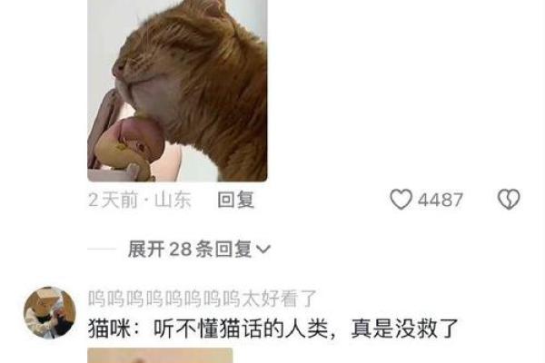 猫的每条命：探秘猫咪背后的灵魂与象征