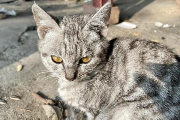 惟利是命，猛兽与温驯者的生存法则分析