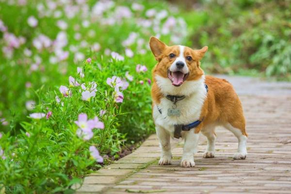 土命家庭的和谐之道：挑选适合的家庭宠物与植物