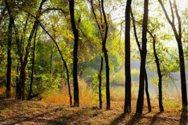 探寻木命之人：最佳店名推荐与命理解析