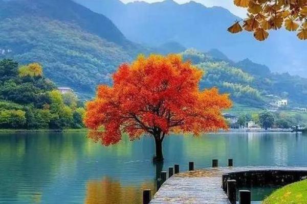 2005年木鸡命的命运与喜好之探讨