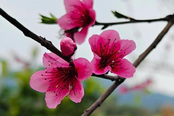 命里桃花旺,远嫁何所寻?看命理解码情缘之旅! 命里桃花旺,远嫁何所寻?看命理解码情缘之旅!