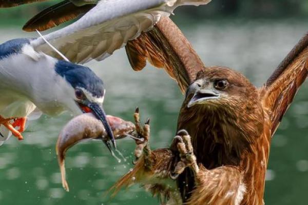 探寻木命之人葬向的秘密：生命与自然的和谐之道