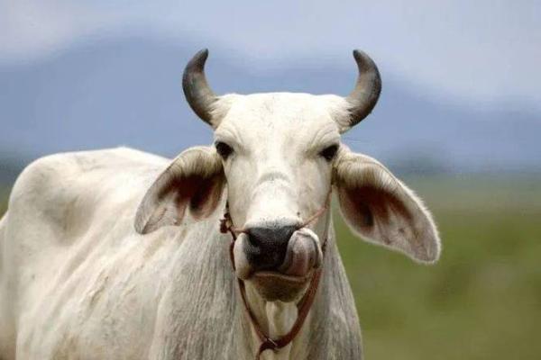 生来乞食命与生肖的深刻联系：揭开命运的神秘面纱