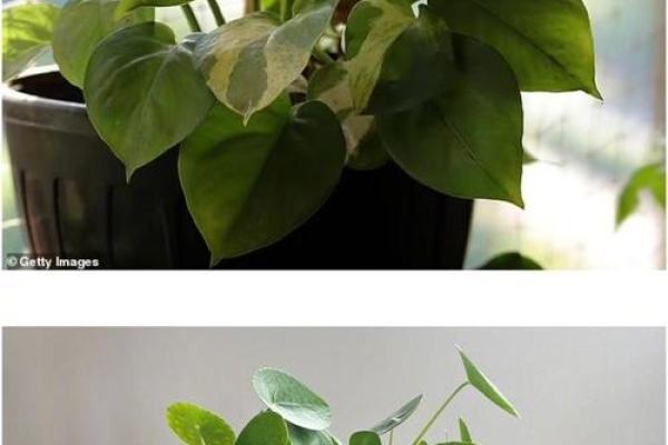 火命人应该避免养的宠物与植物，照顾好自己心灵的平衡！