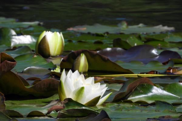 解密命格：通过生辰看女性性格与命运的奥秘