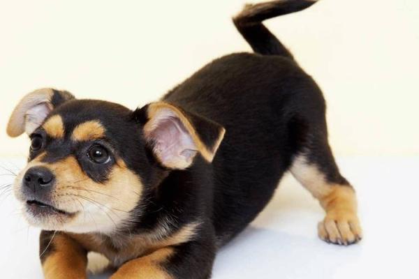 属狗女子的命运解析：27岁正当时，如何掌握人生方向？