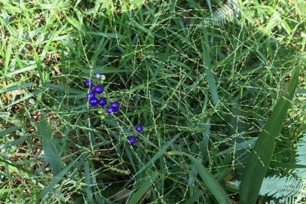 属狗女子的命运解析：27岁正当时，如何掌握人生方向？