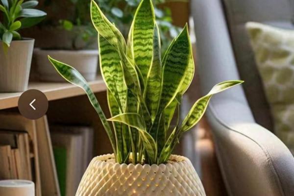 水命人的最佳宠物：养什么更能增旺你的运势？